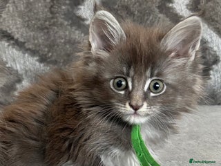 Maine Coon cats GCCF-Registered Maine Coon Kittens - Advert 12