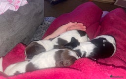 Sprocker dogs for sale: Gorgeous Sprocker Spaniel Puppies 🐶 - Image 4