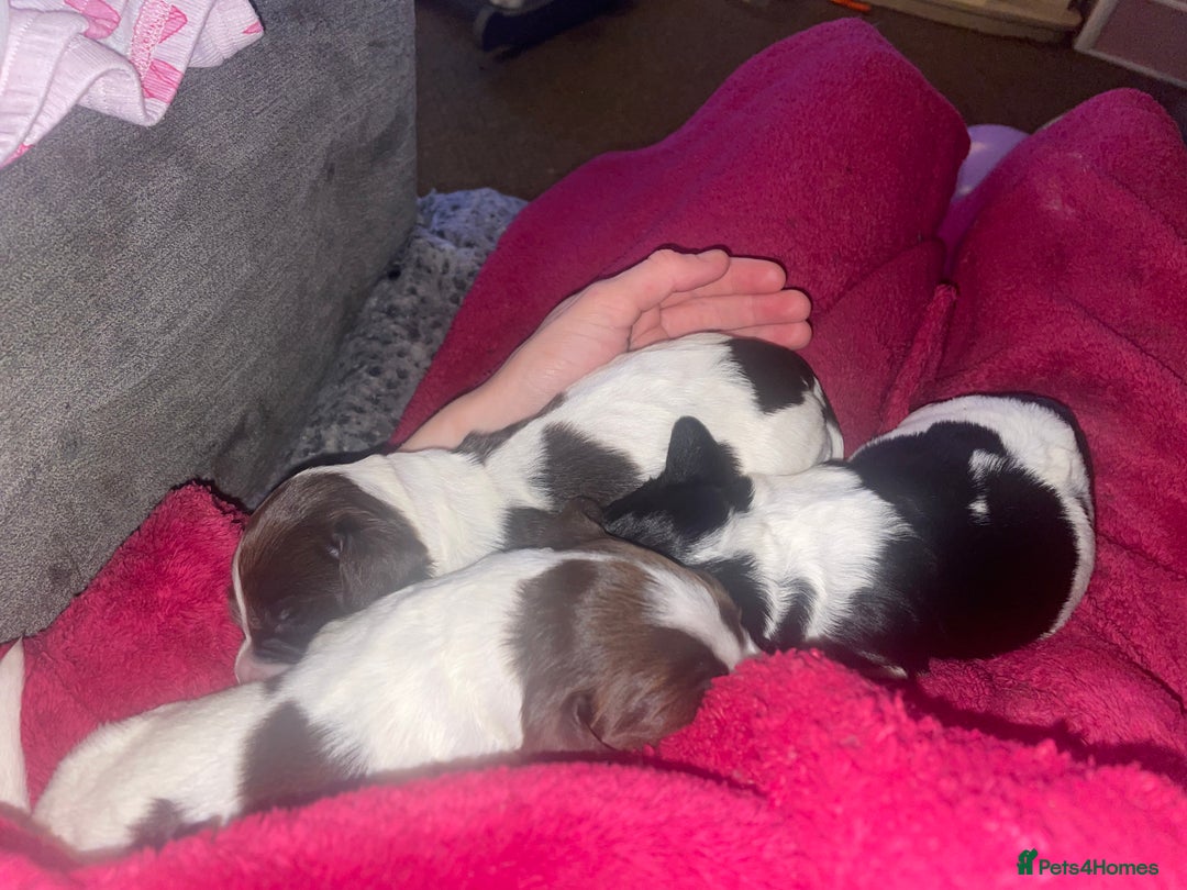 Sprocker dogs for sale: Gorgeous Sprocker Spaniel Puppies 🐶 - Image 4