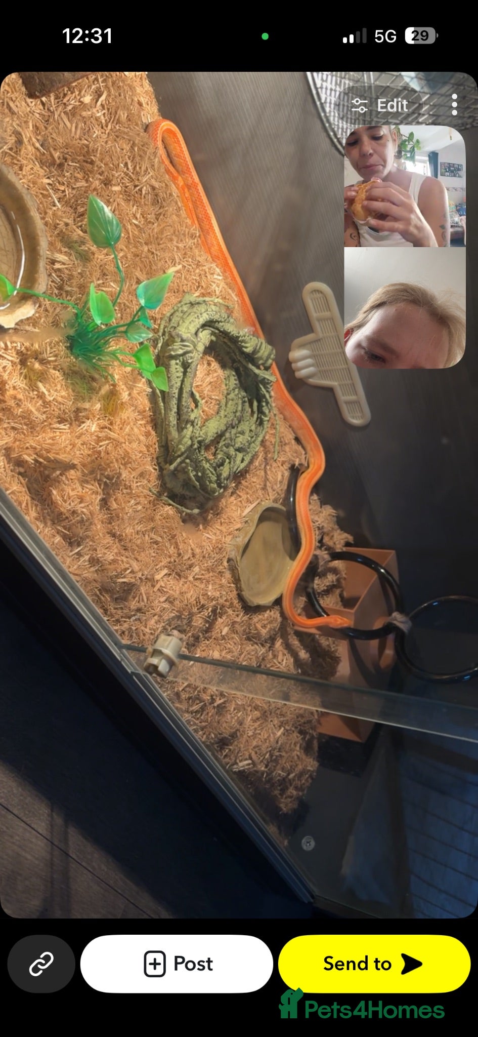Corn Snake reptiles Male corn snake - Advert 1