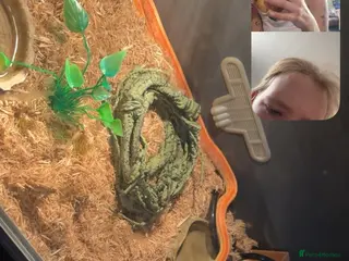 Corn Snake reptiles Male corn snake - Advert 1