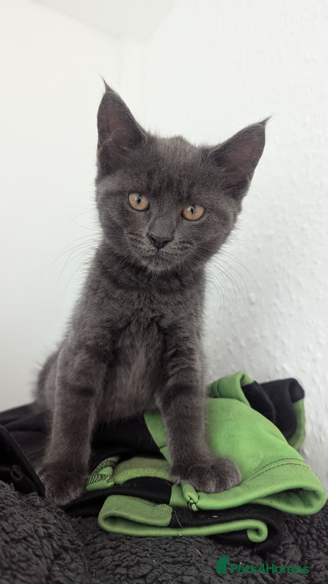 Mixed Breed cats Mixed kittens grey black and white - Advert 7
