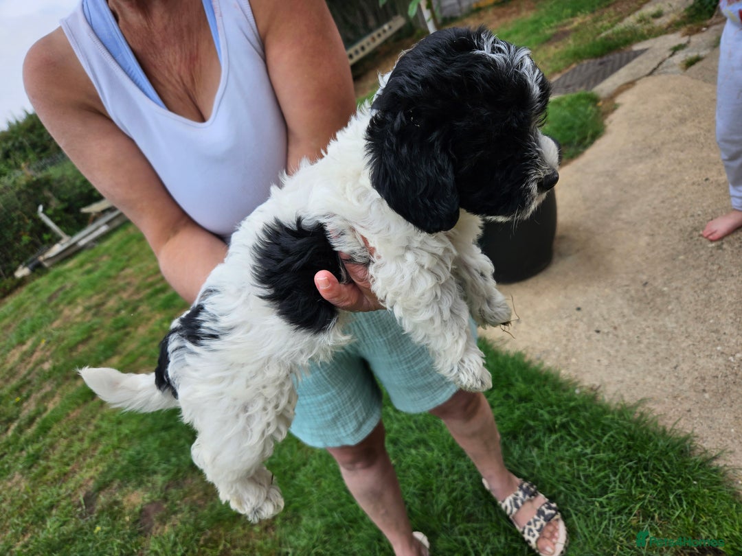 Jackapoo dogs for sale: Jackapoo puppies x7 - Image 13