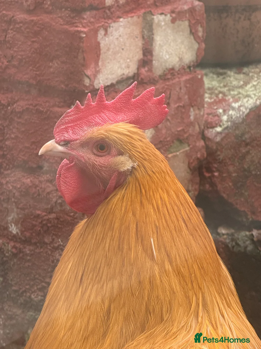 Chickens poultry for sale: Grownup Chickens in Maidstone - Advert 1