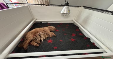 Cavapoo dogs Gorgeous F1 Cavapoo puppies. Health tested parents - Advert 2