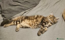 Persian cats for sale: Persian Kitten - Image 3