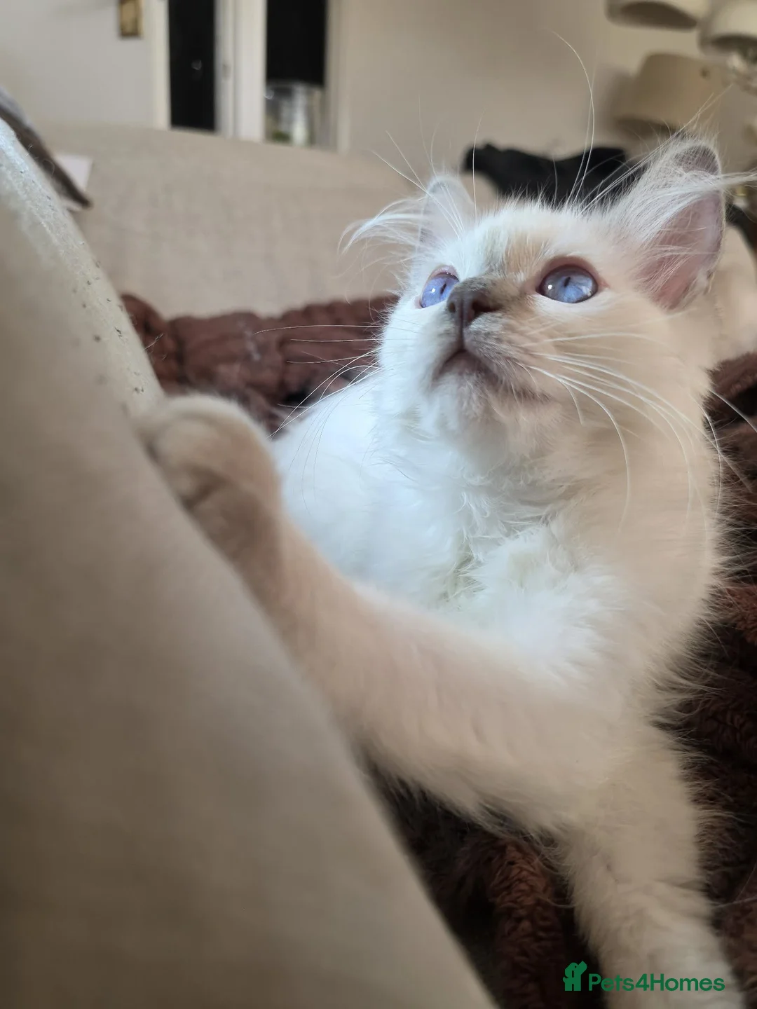 Ragdoll cats for sale: ✨ TORTIE ONE LEFT|CHAMPTION LINE|LITTER GCCF&TICA✨ - Advert 2