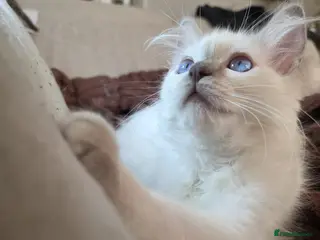 Ragdoll cats ✨ ONE LEFT RARE LILAC TORBIE |LITTER GCCF&TICA✨ - Advert 16