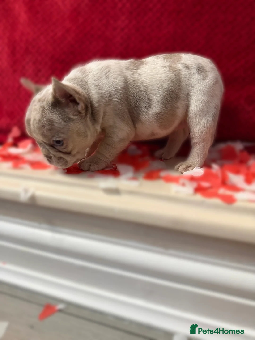 French Bulldog dogs for sale: Stunning KC registered Frenchies😍 4 male 1 female - Advert 7