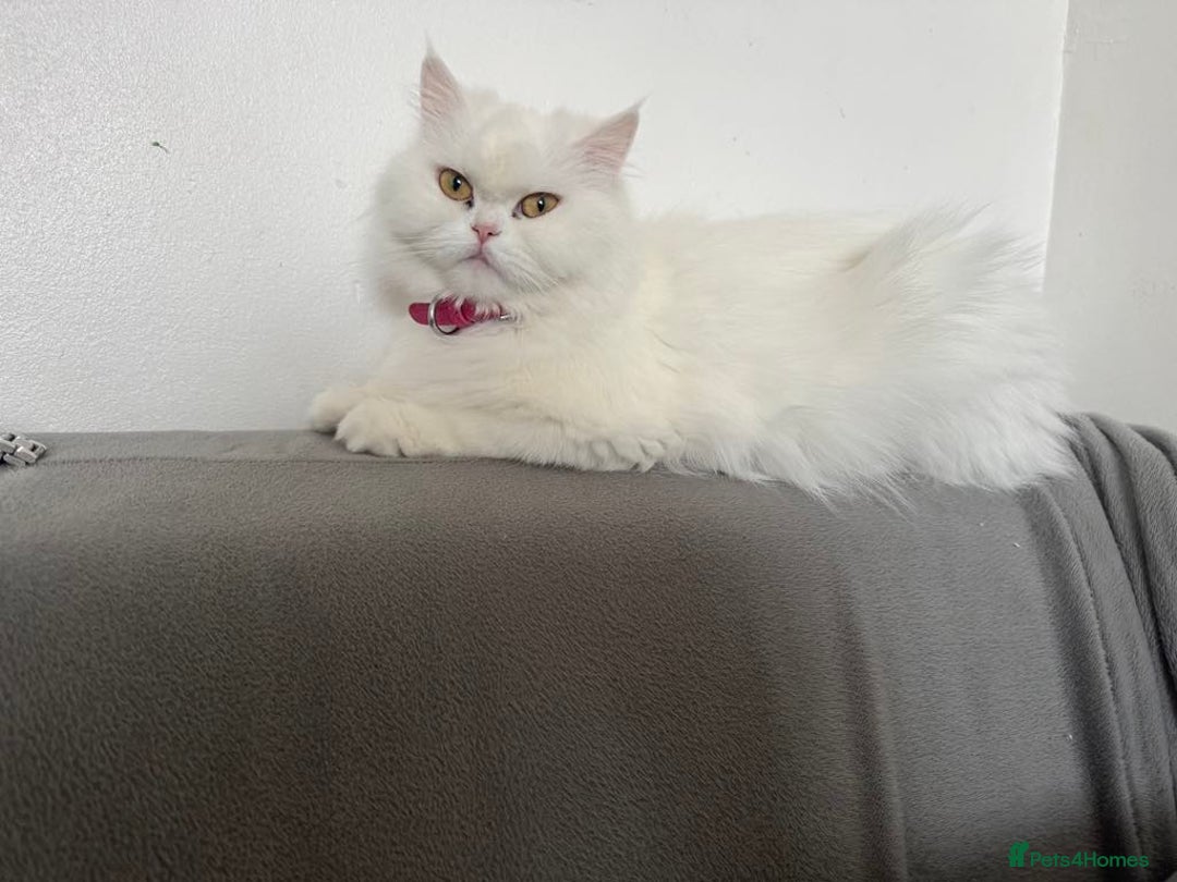 Persian cats for sale: Persian kittens, 3 boys and 1 girl - Advert 6