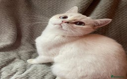 British Shorthair cats for sale: Older rare goldens n c/points 🐱   in Ashton-under-Lyne - Advert 23