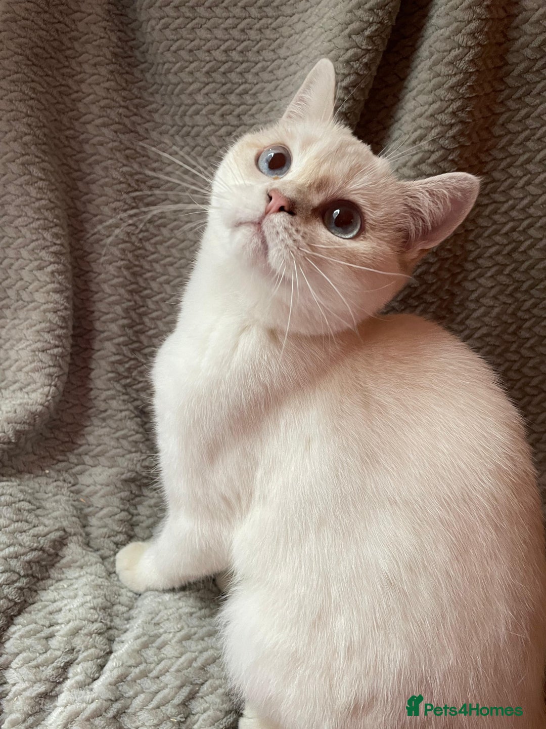 British Shorthair cats for sale: Older rare goldens n c/points 🐱   in Ashton-under-Lyne - Advert 23