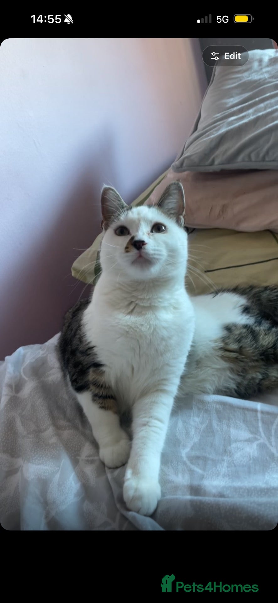 American Shorthair cats Beautiful kitties looking for forever home  - Advert 2