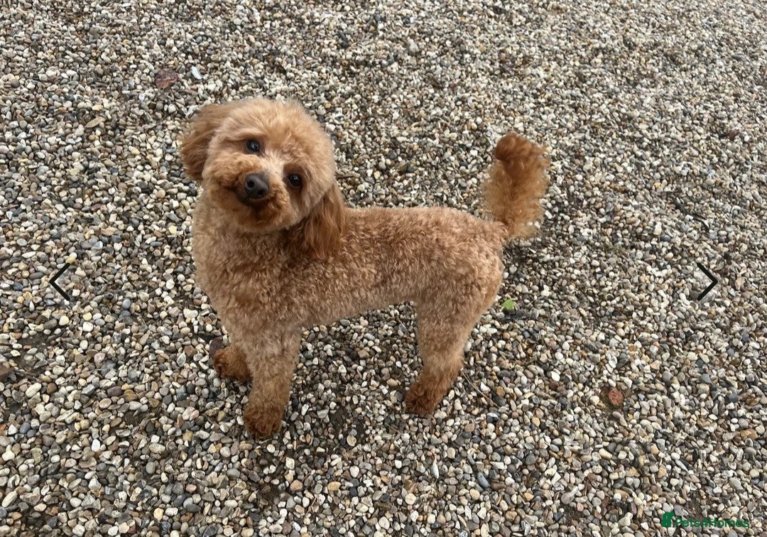 Toy Poodle dogs for sale: Beautiful RED & APRICOT Toy Poodles  - Advert 12