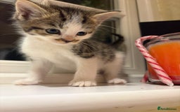 Mixed Breed cats for sale: 3 gorgeous boys mix breed - Image 14