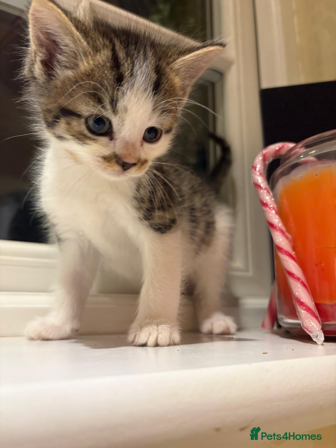 Mixed Breed cats for sale: 3 gorgeous boys mix breed - Image 14