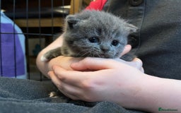 British Shorthair cats for sale: beautiful and cute kitten for sale  - Image 6