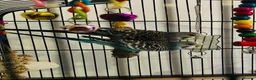 Budgerigars birds for sale: 5 budgies and cage  in Saltburn-by-the-Sea - Advert 5