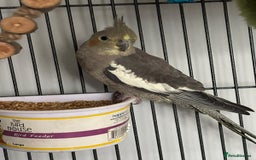 Budgerigars birds for sale: Budgies and cockatiel for sale - Image 7