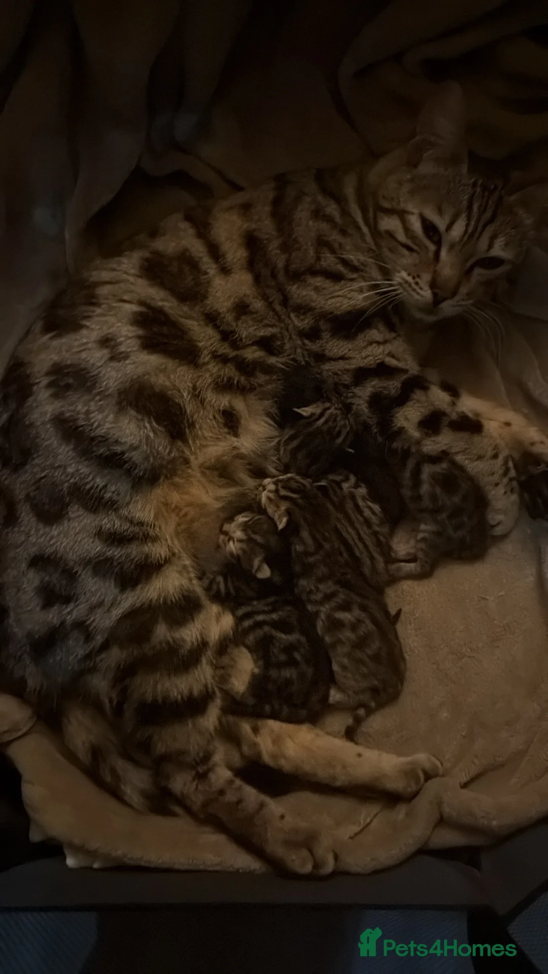 Bengal cats for sale: Bengal kittens  - Advert 12