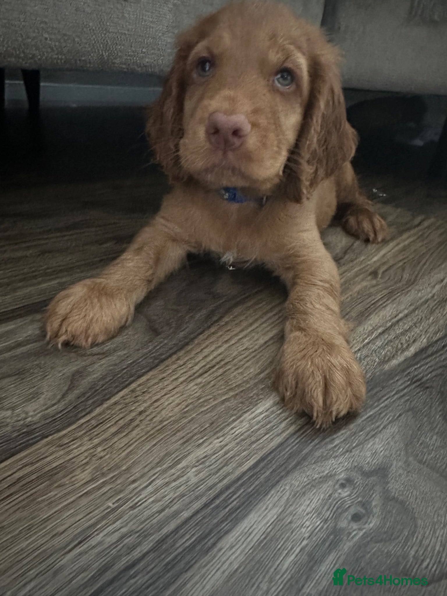 Cocker Spaniel dogs top class red cockers ready to leave now  - Advert 2