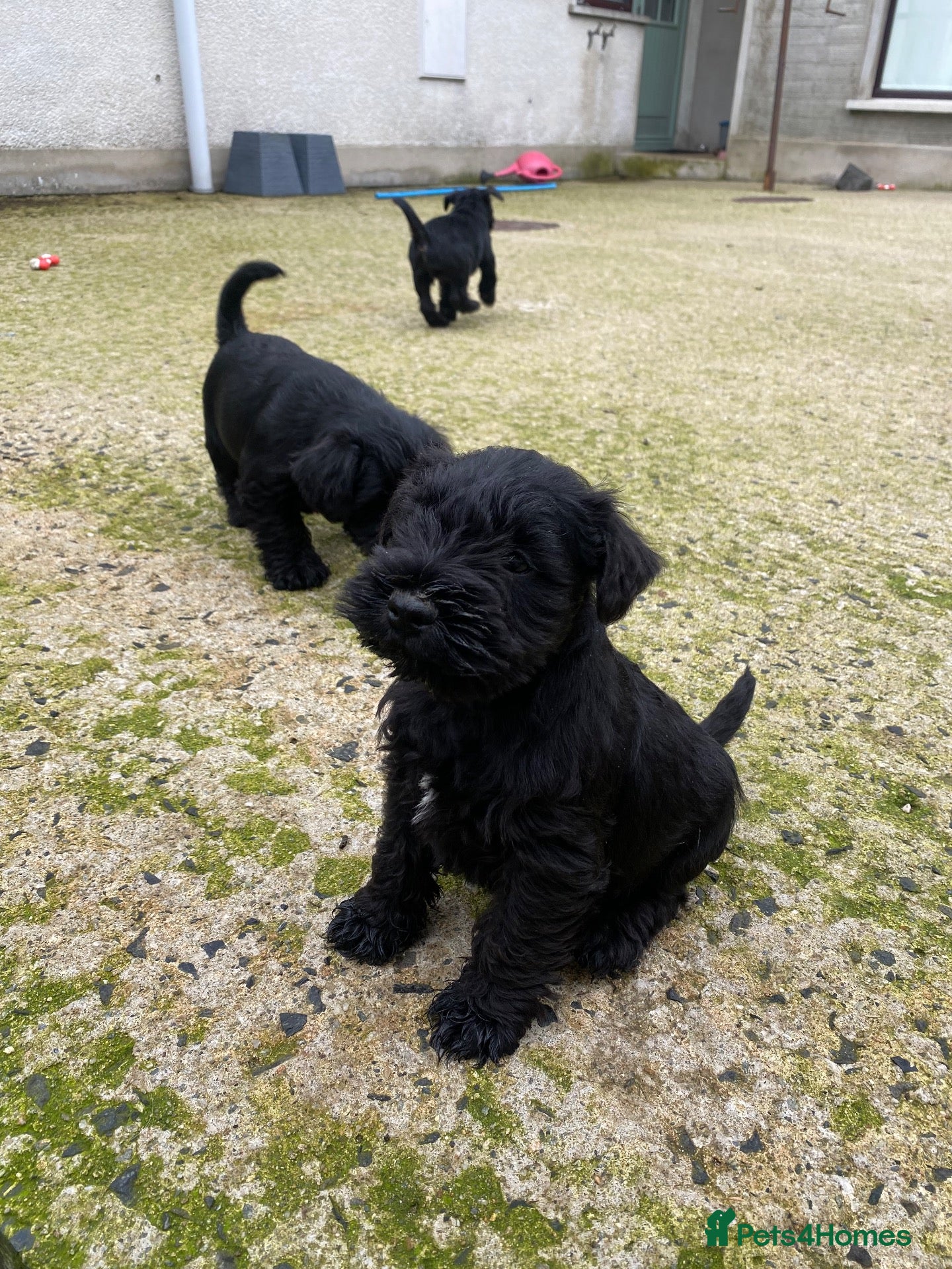 Miniature Schnauzer dogs 4 KC registered Miniature Schnauzer - Advert 1