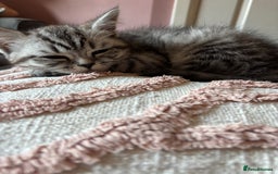 British Shorthair cats for sale: British shorthair mix  - Image 4