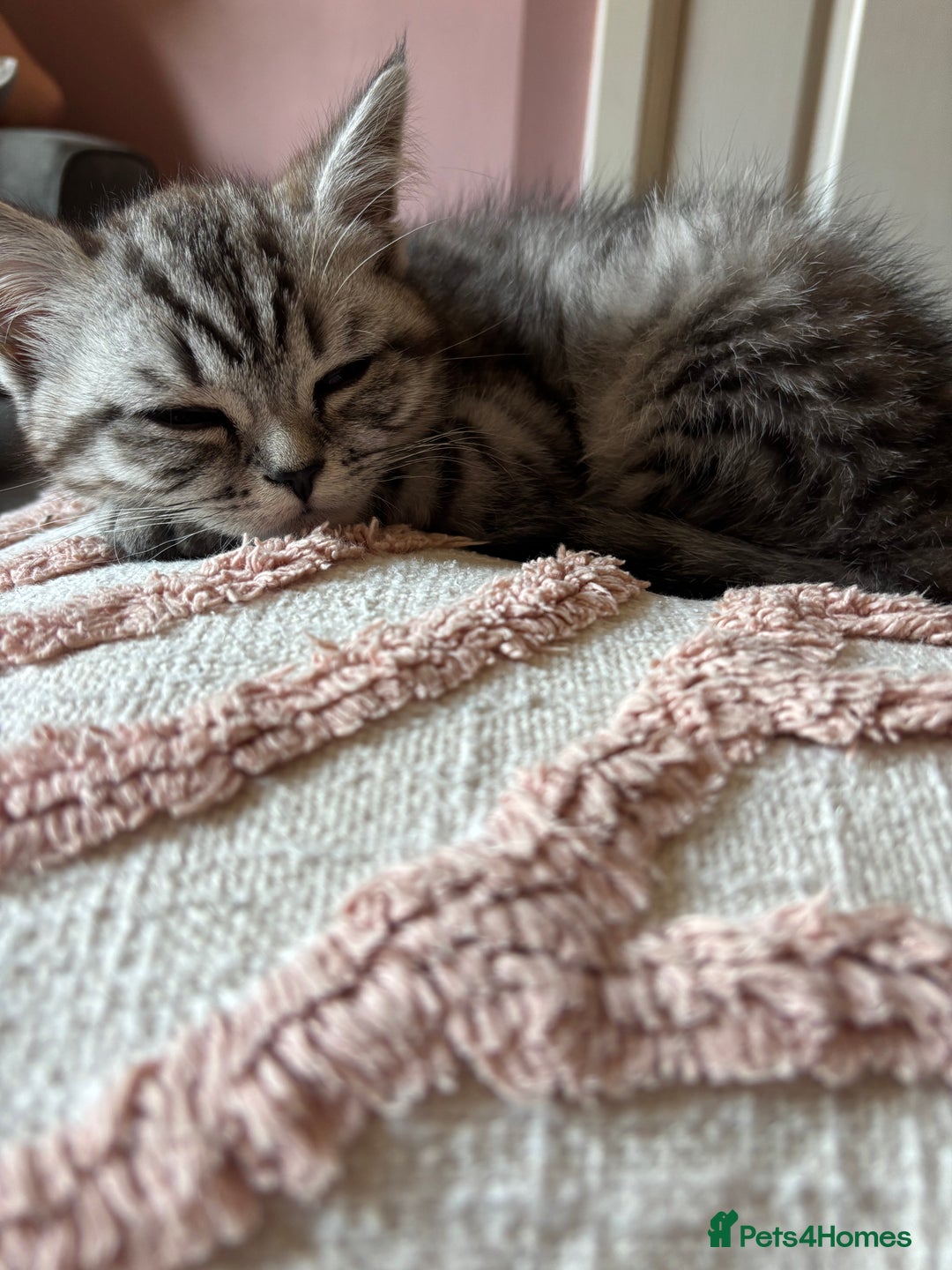 British Shorthair cats for sale: British shorthair mix  - Image 4