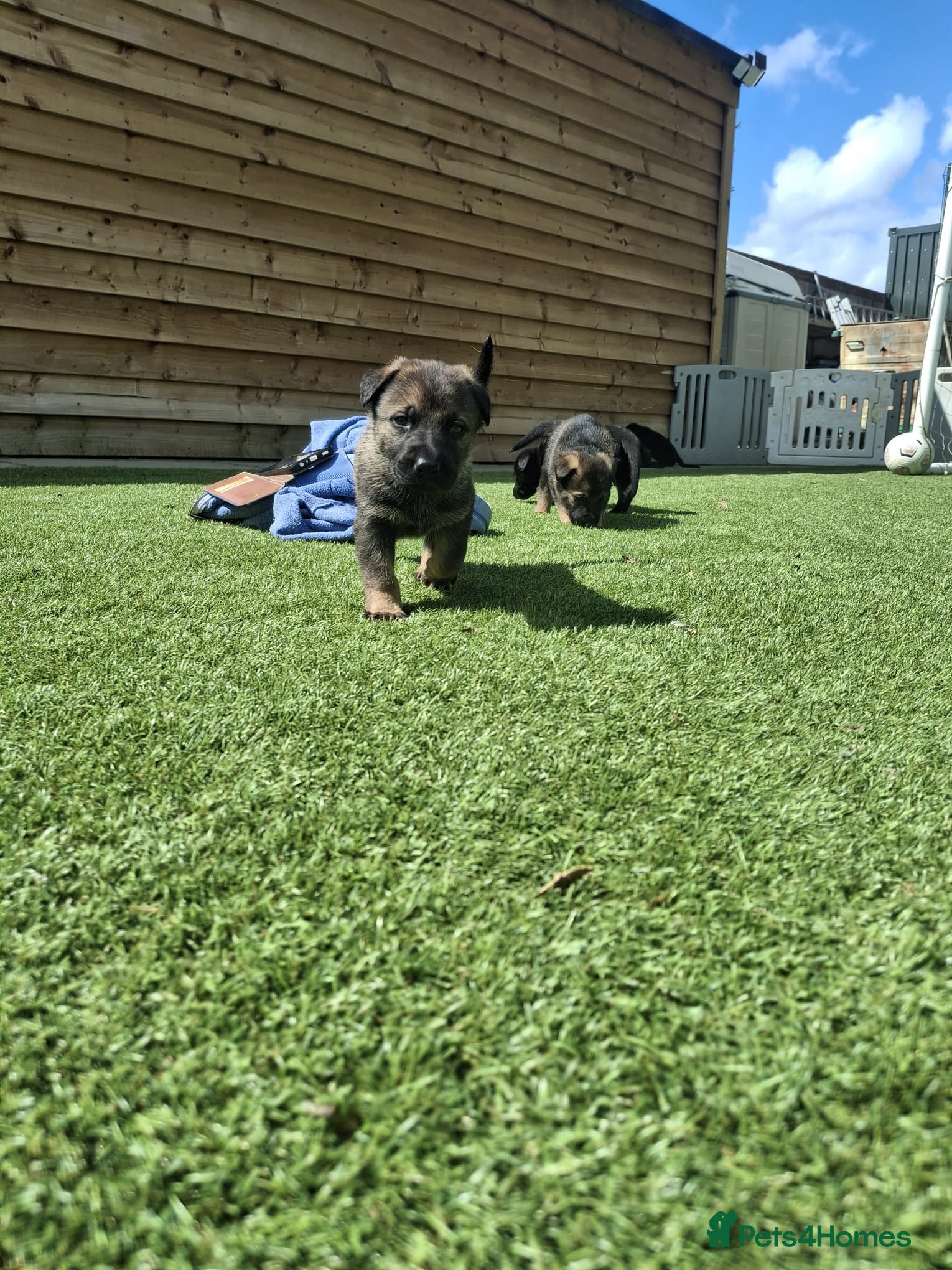 German Shepherd dogs Outstanding Shepherd working litter - Advert 2