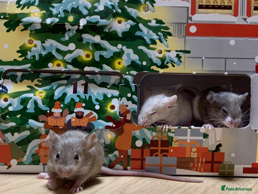 Mouse rodents for sale: Friendly fancy mice - Advert 3