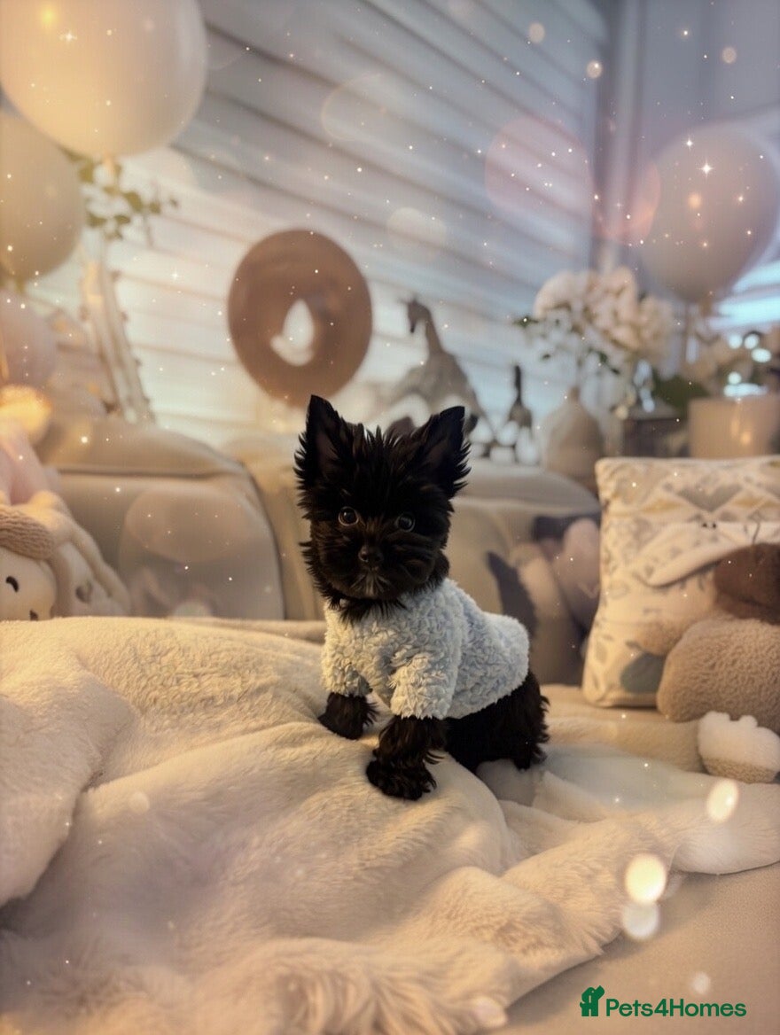 Yorkshire Terrier dogs Mini Black Yorkshire terriers puppies last boy - Advert 2