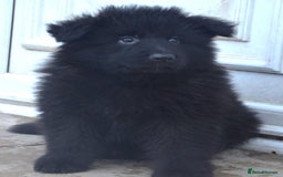 German Shepherd dogs for sale: STUNNING KC REG BLACK + SABLE LONG COATED PUPPIES - Image 5