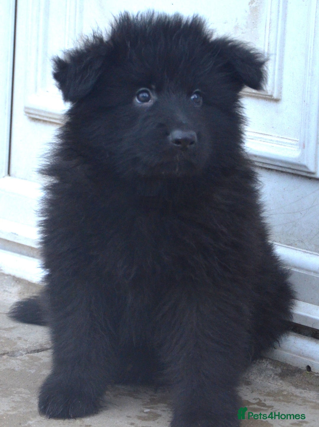 German Shepherd dogs for sale: STUNNING KC REG BLACK + SABLE LONG COATED PUPPIES - Image 5