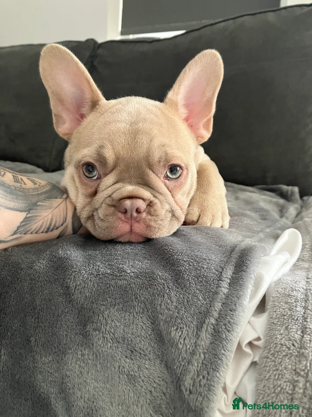 French Bulldog dogs for sale: Female French bull dog  - Advert 2