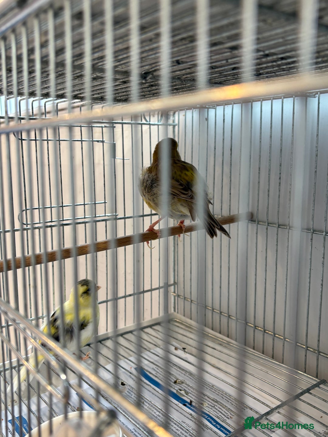 Canaries birds for sale: Canary - Image 3