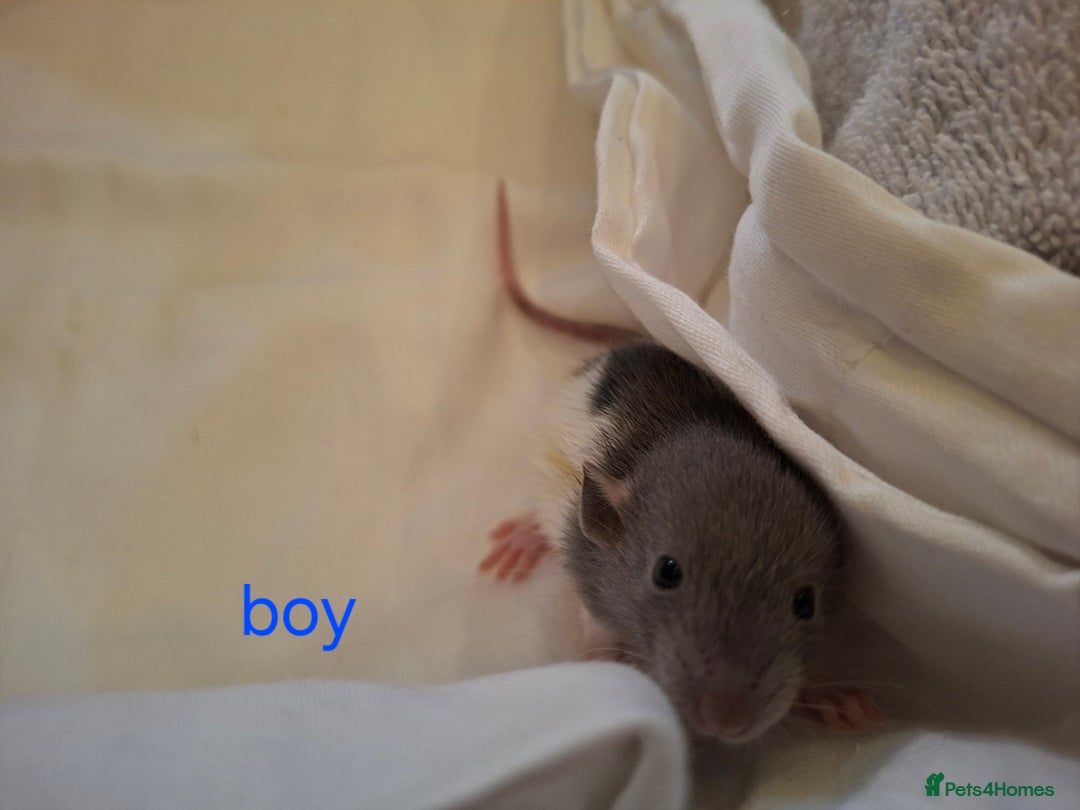 Rat rodents for sale: Little dumbo rats  - Image 2