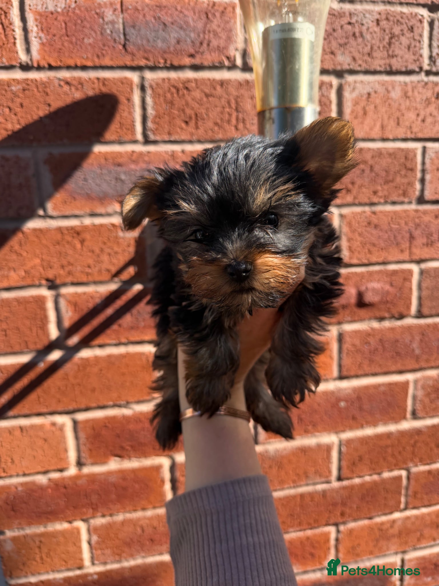 Yorkshire Terrier dogs Kennel Club Registered Yorkshire Terries - Advert 1