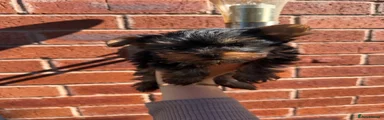Puppy 1