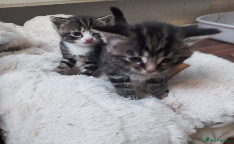 Mixed Breed cats - Advert 12