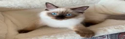 Ragdoll cats for sale: 🏆GCCF CHAMPION BLOODLINE RAGDOLL KITTENS 🥇  - Advert 17