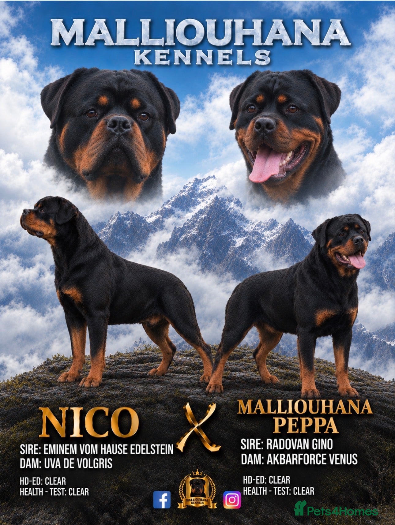 Rottweiler dogs EUROPEAN BLOODLINE ROTTWEILER PUPS  - Advert 1