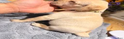Labrador Retriever dogs for sale: Beautiful litter of Labrador Puppies  - Advert 5