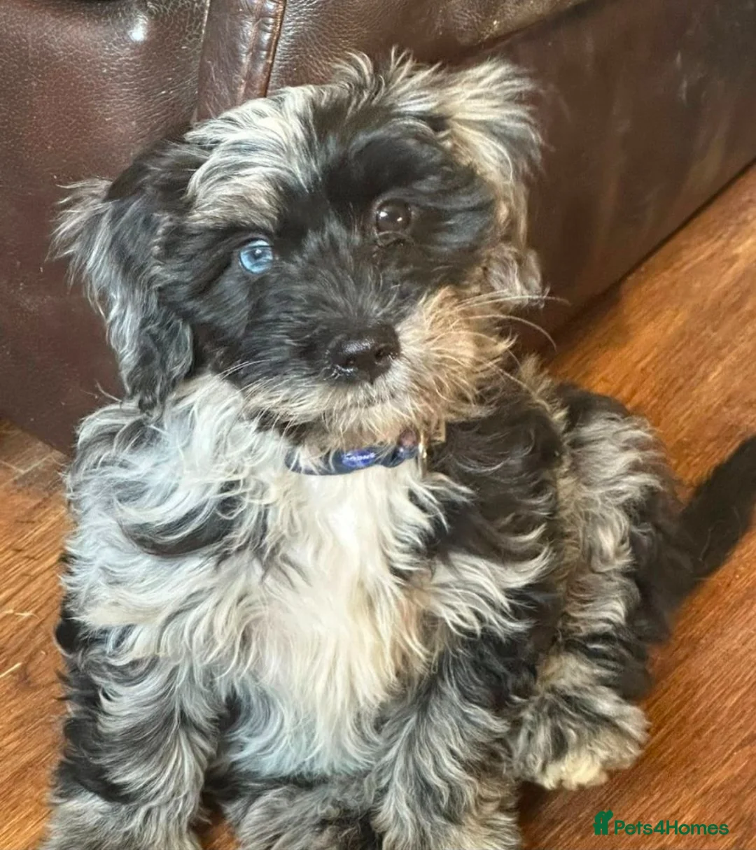 Mixed Breed dogs for sale: F2 Miniature Australian Double Doodle  in Renfrew - Advert 12