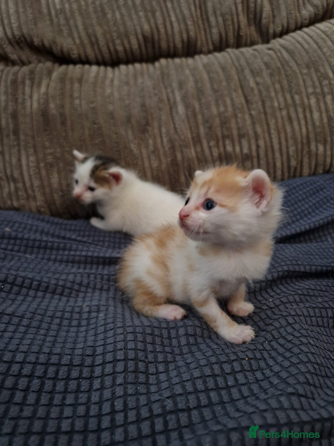 Mixed Breed cats for sale: 1 beautiful ginger&white kitten - Advert 30