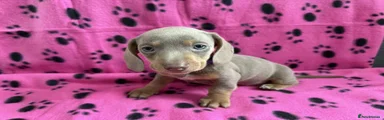 Miniature Dachshund 1