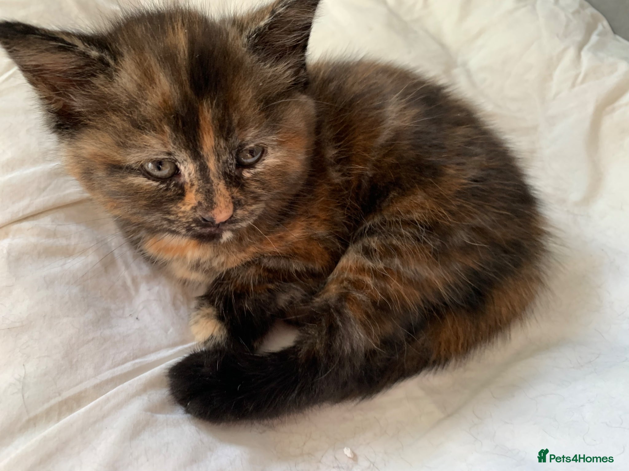Turkish Angora cats for sale: Longhaired Turkish Angora kittens - 3 boys/4 girls - Advert 7