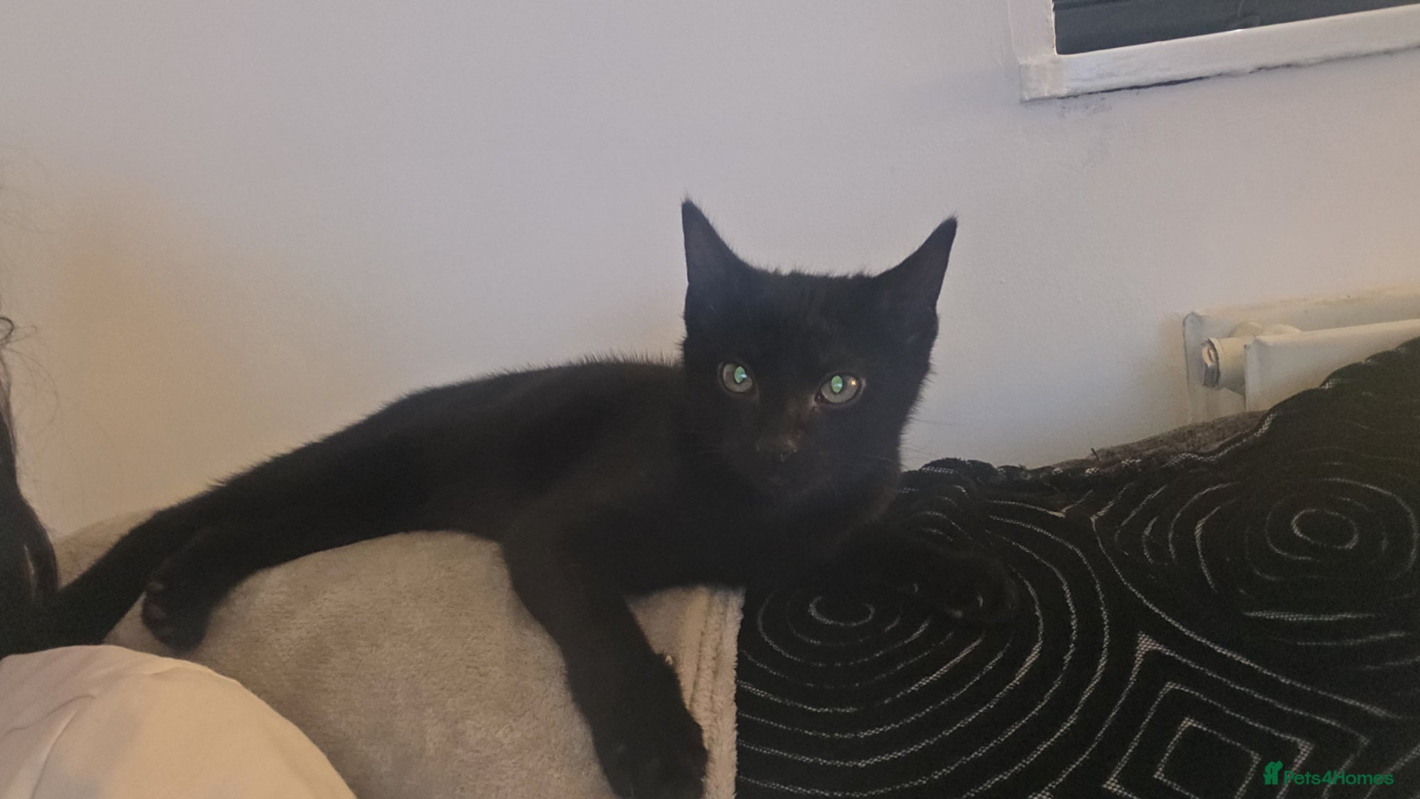 Mixed Breed cats for sale: Black cat - Advert 3
