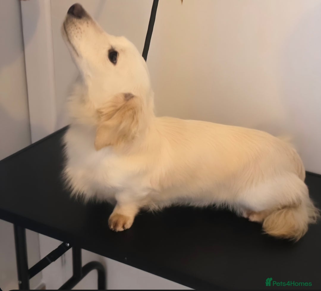 Miniature Dachshund dogs for sale: Exceptional KC White Cream Minature Dachshund  - Advert 7