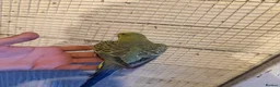 Budgerigars birds for sale: Budgies for sale £40 each collection mk404nn - Advert 12
