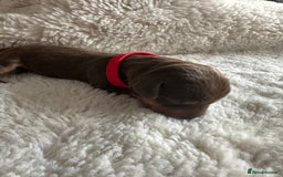 Dachshund dogs for sale: Dachshund puppies for sale - Image 3